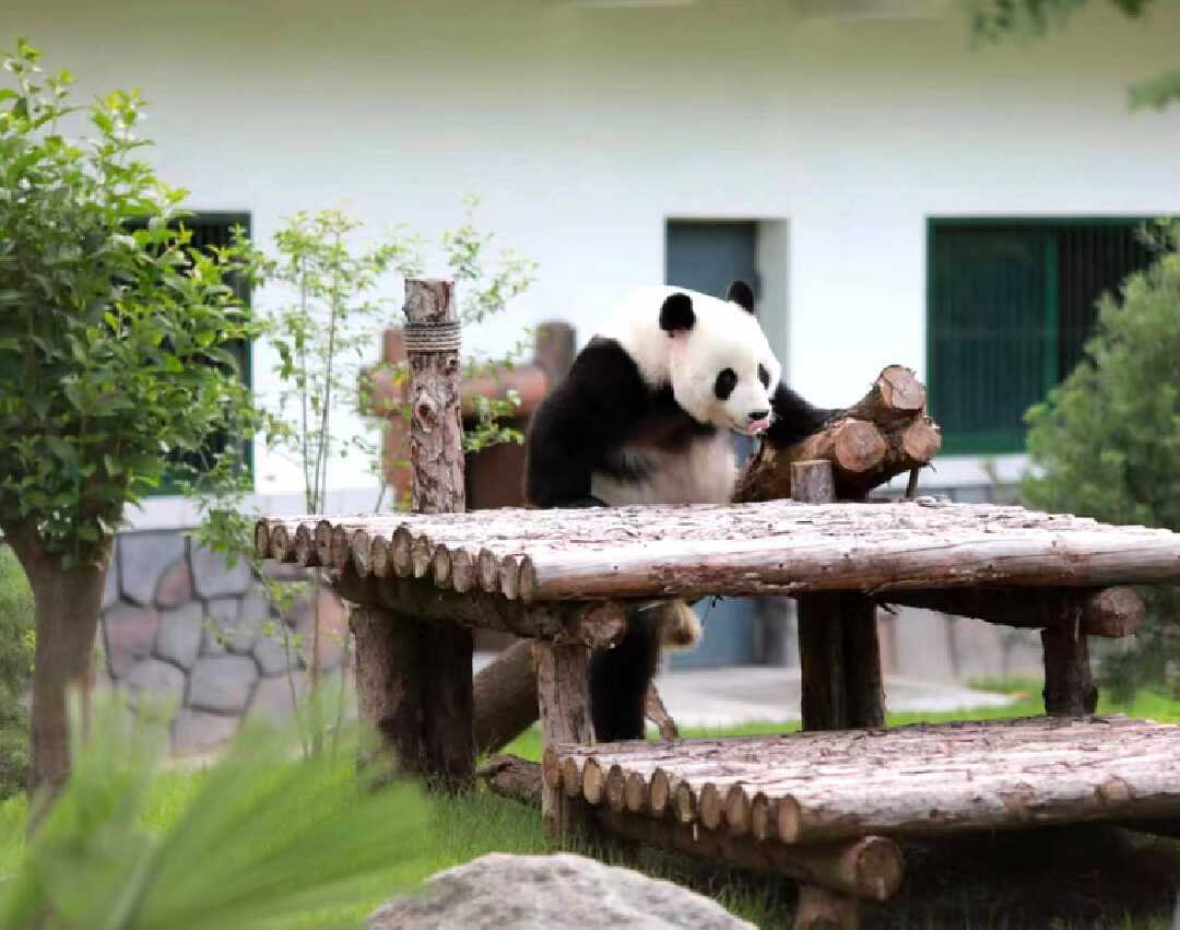假期去哪？济南动物园新大熊猫馆9月28日开馆啦